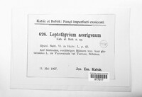 Leptothyrium acerigenum image